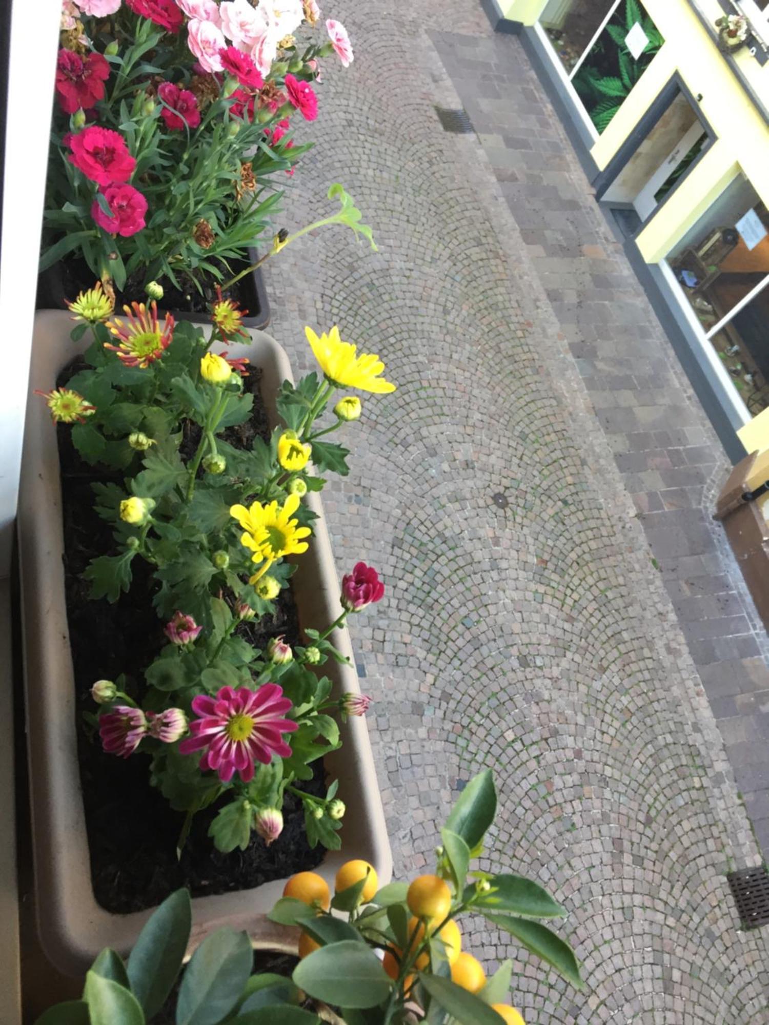 Homestay Waldshut-Tiengen Εξωτερικό φωτογραφία